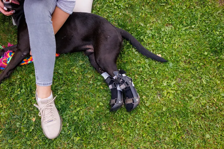 Young woman caring for a dog with custom ankle-foot orthosis in the backyard.