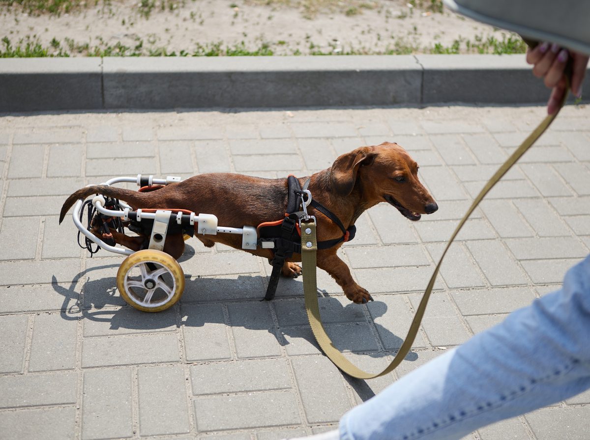 A dachshund walking with a custom-fitted rear-support wheeled cart.